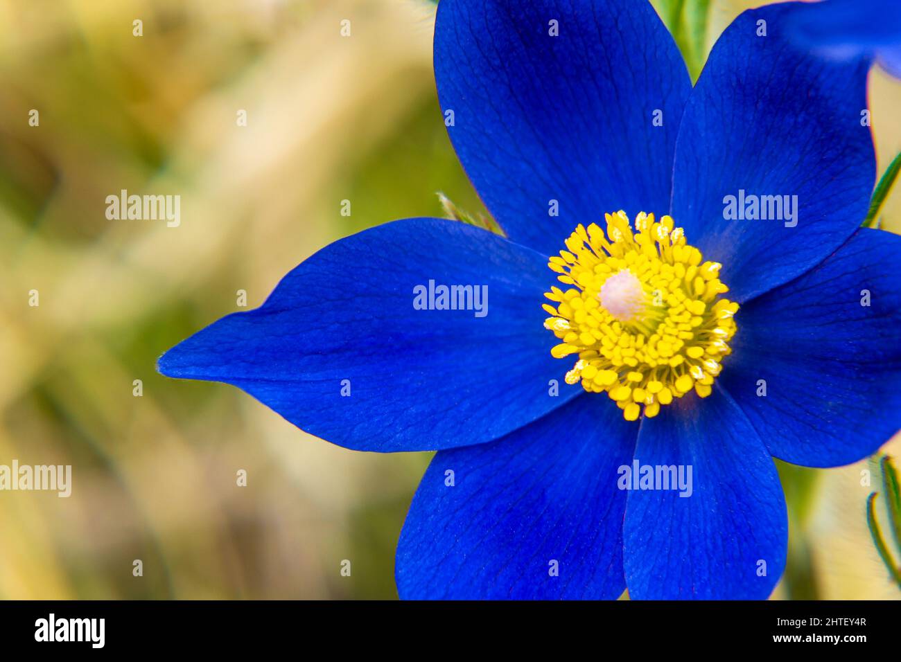 bright contrasting flowers of Pulsatilla pratensis dark blue with a central part of bright yellow, attract insects - pollinators, selective focus Stock Photo