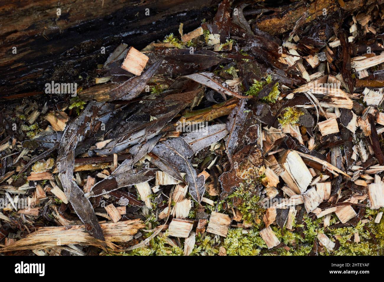 Ramial Chipped Wood How To Use It In Your Garden Epic, 54 OFF