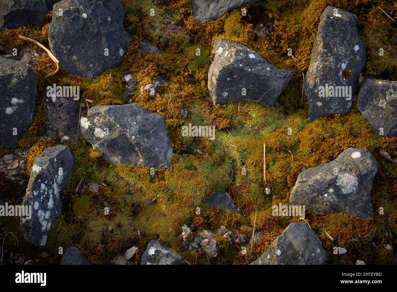 Moss growing between lichen-covered rocks Stock Photo - Alamy
