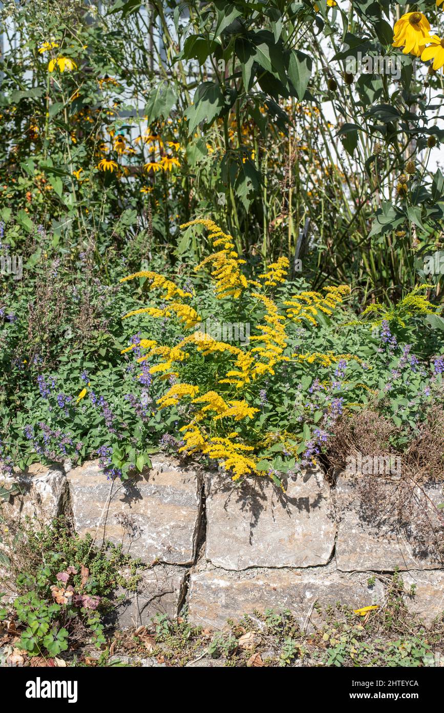a canadian goldenrod in a garden with a limestone wall Stock Photo