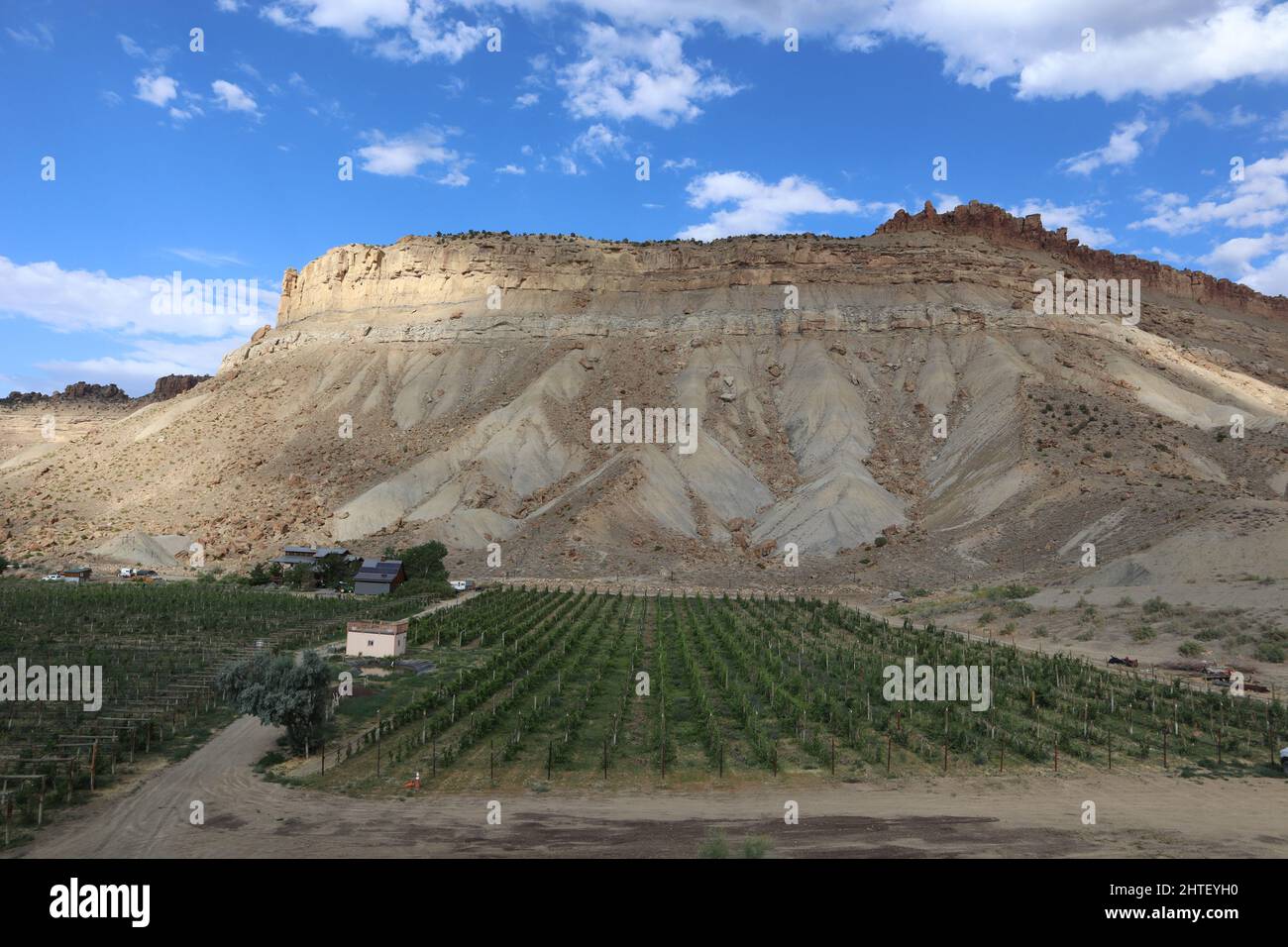 view of a large mesa with a vineyard in the foreground at a winery in Grand Junction, Colorado