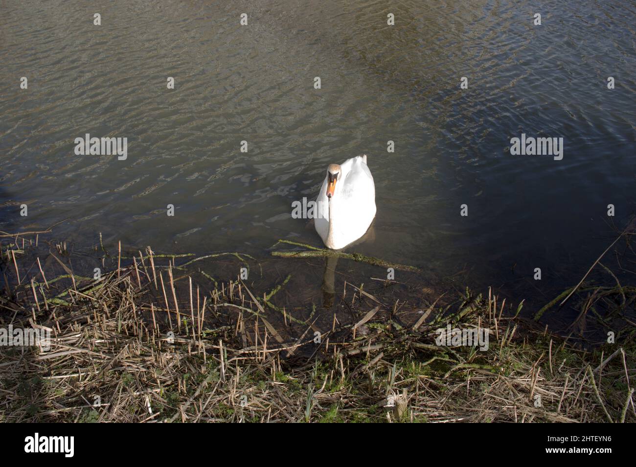 White swan swims in water of a lake at a quay in the Netherlands Stock