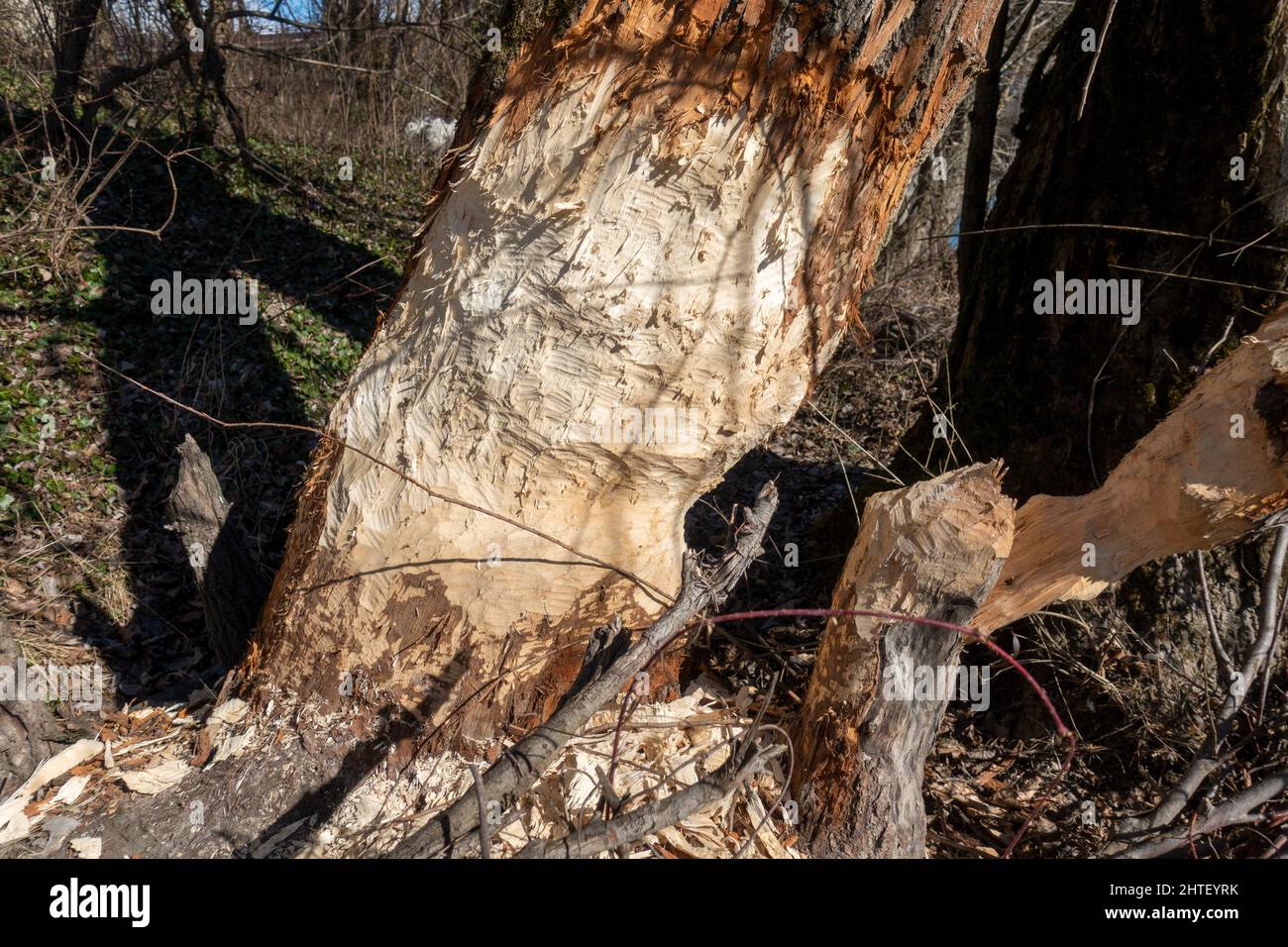Biberbiss . Baumstamm . Beaver bite . Tree Stock Photo