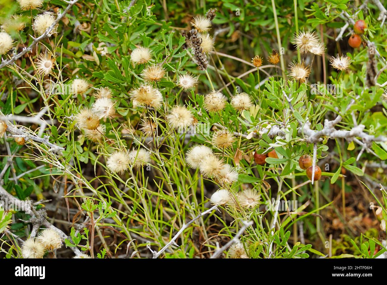 Conyza bonariensis (hairy fleabane) plant Stock Photo