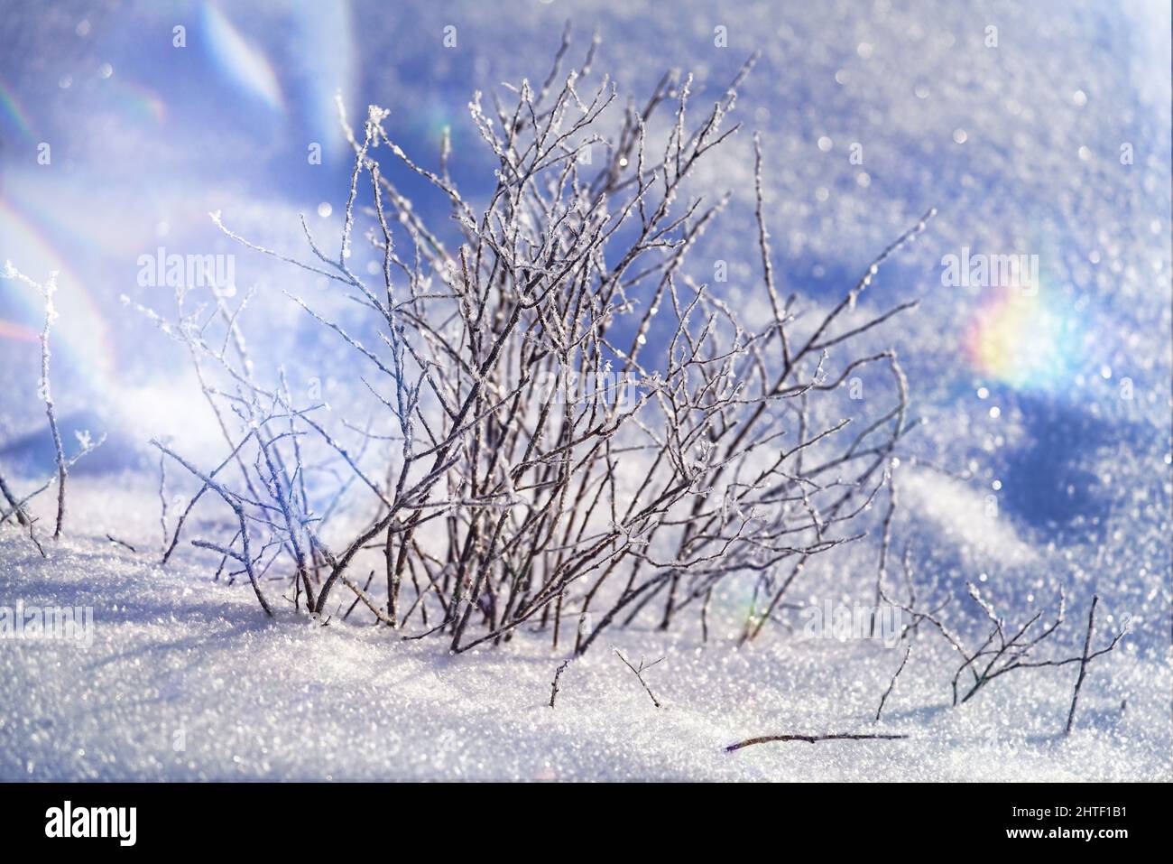 Close-up of winter scenery. Stock Photo