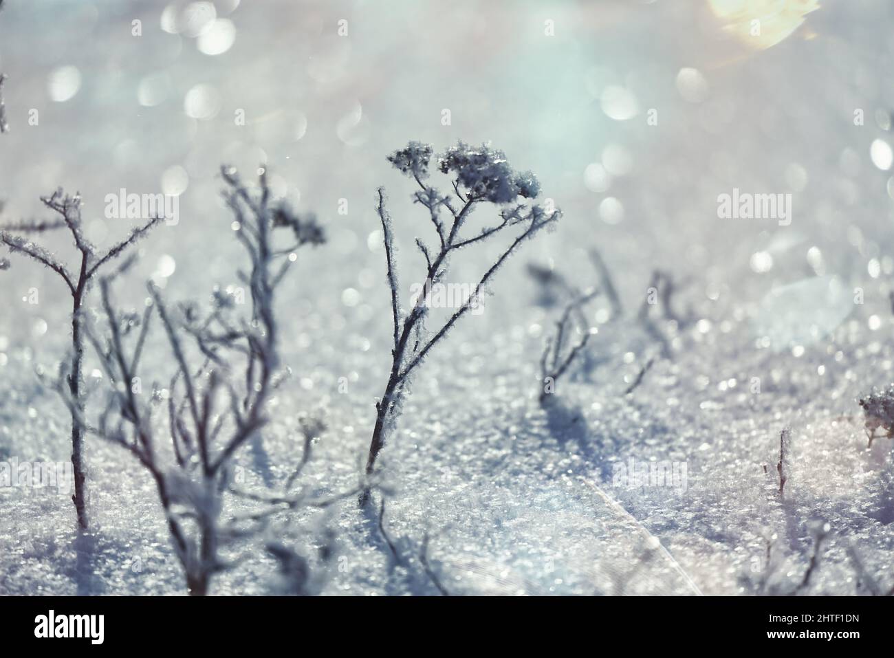 Close-up of winter scenery. Stock Photo