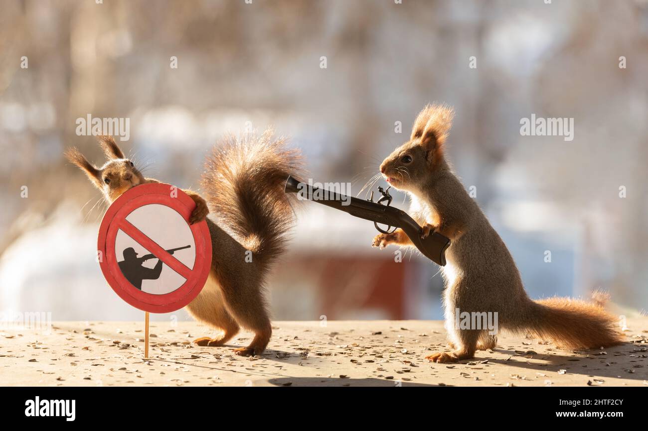 Red Squirrels with a rifle and no shooting sign Stock Photo