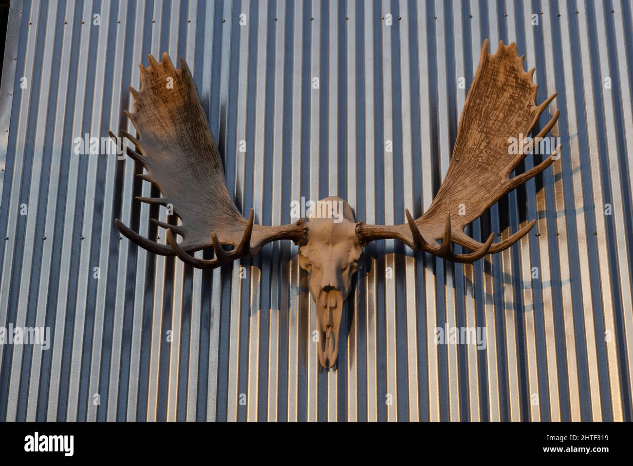Moose antlers hung outside a hotel in West Yellowstone, Montana. Stock Photo
