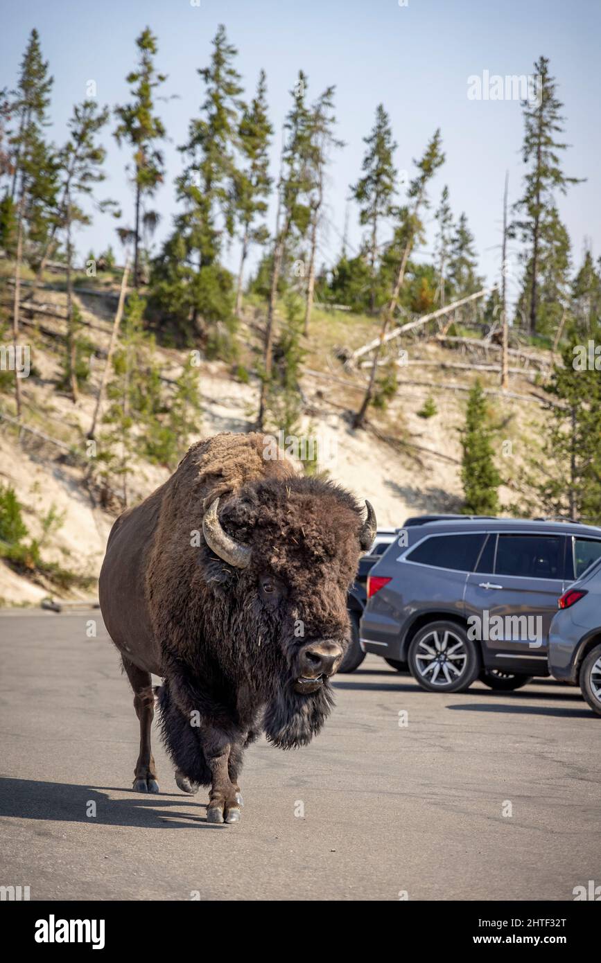 A bison roams through a parking lot in Yellowstone National Park, WY