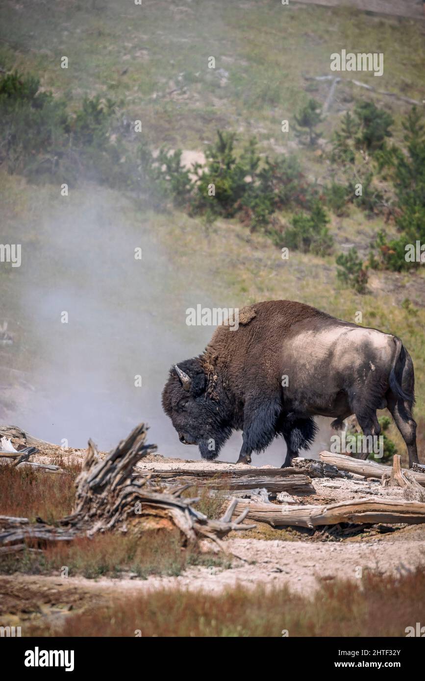 A bison walks past a geyser in Yellowstone National Park Stock Photo ...