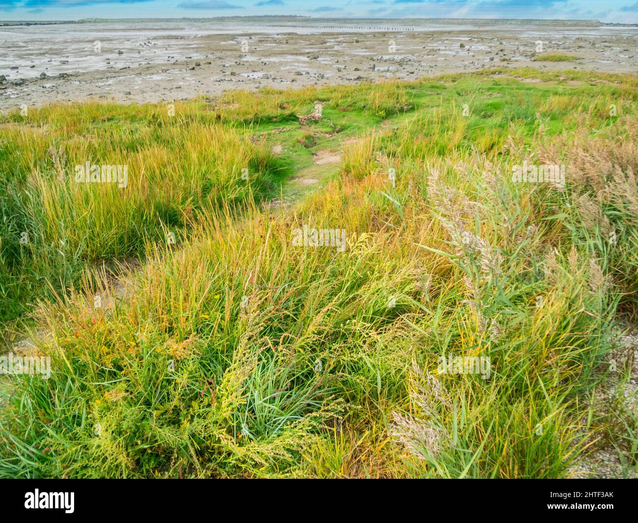 Landscape view with a view over the salt marshes on the North German Wadden Sea at low tide under an overcast sky. Stock Photo