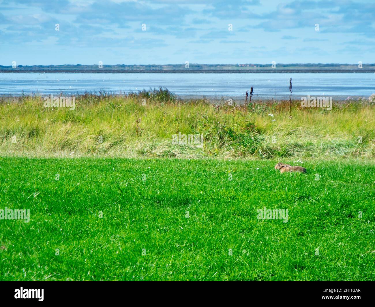 North German shore landscape on the Wadden Sea with a lying hare in the salt marshes near the town of Esens-Bensersiel. Stock Photo