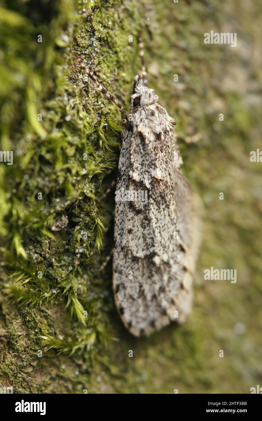Closeup on a male of the March dagger moth, Diurnea fagella hang Stock Photo