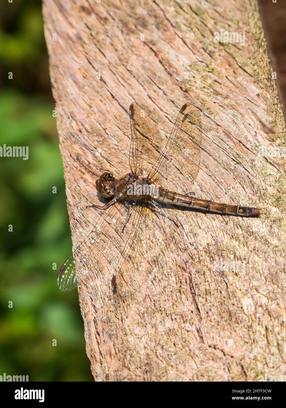 Elevated full length view of a large brown darter (lat: Sympetrum striolatum) perched on a piece of wood against a blurred natural background in autum Stock Photo