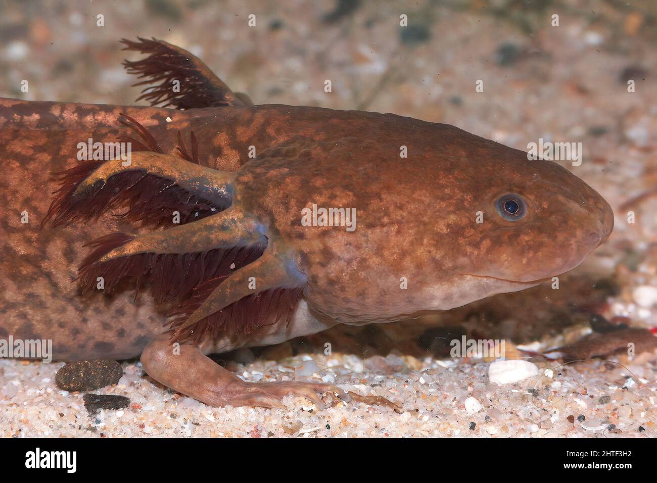Closeup on an endangered, aquatic brown Axolotl, Ambystoma mexicanum Stock Photo