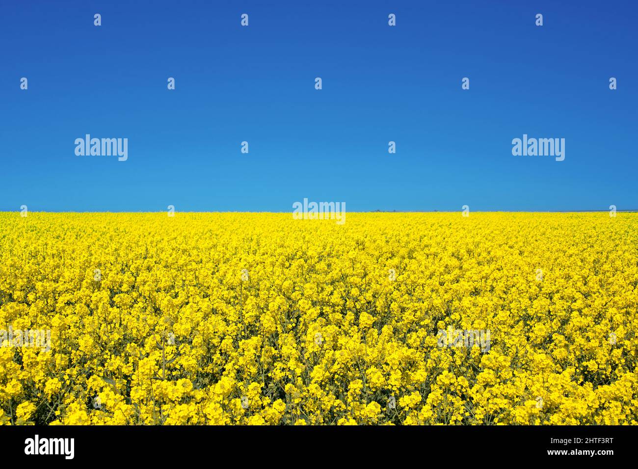 Field of colza rapeseed yellow flowers and blue sky, Ukrainian flag colors, Ukraine agriculture illustration Stock Photo