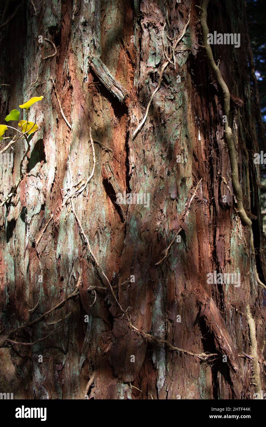 ancient pine tree bark detail with damage marks and ivy vine and shadows Stock Photo