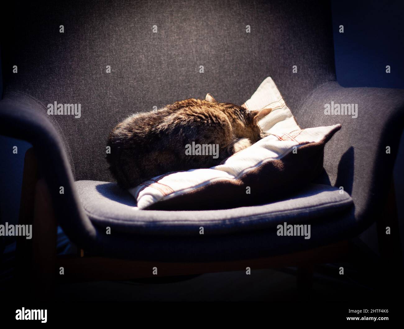 Cat curled up in a ball and sleeping in the armchair Stock Photo Alamy
