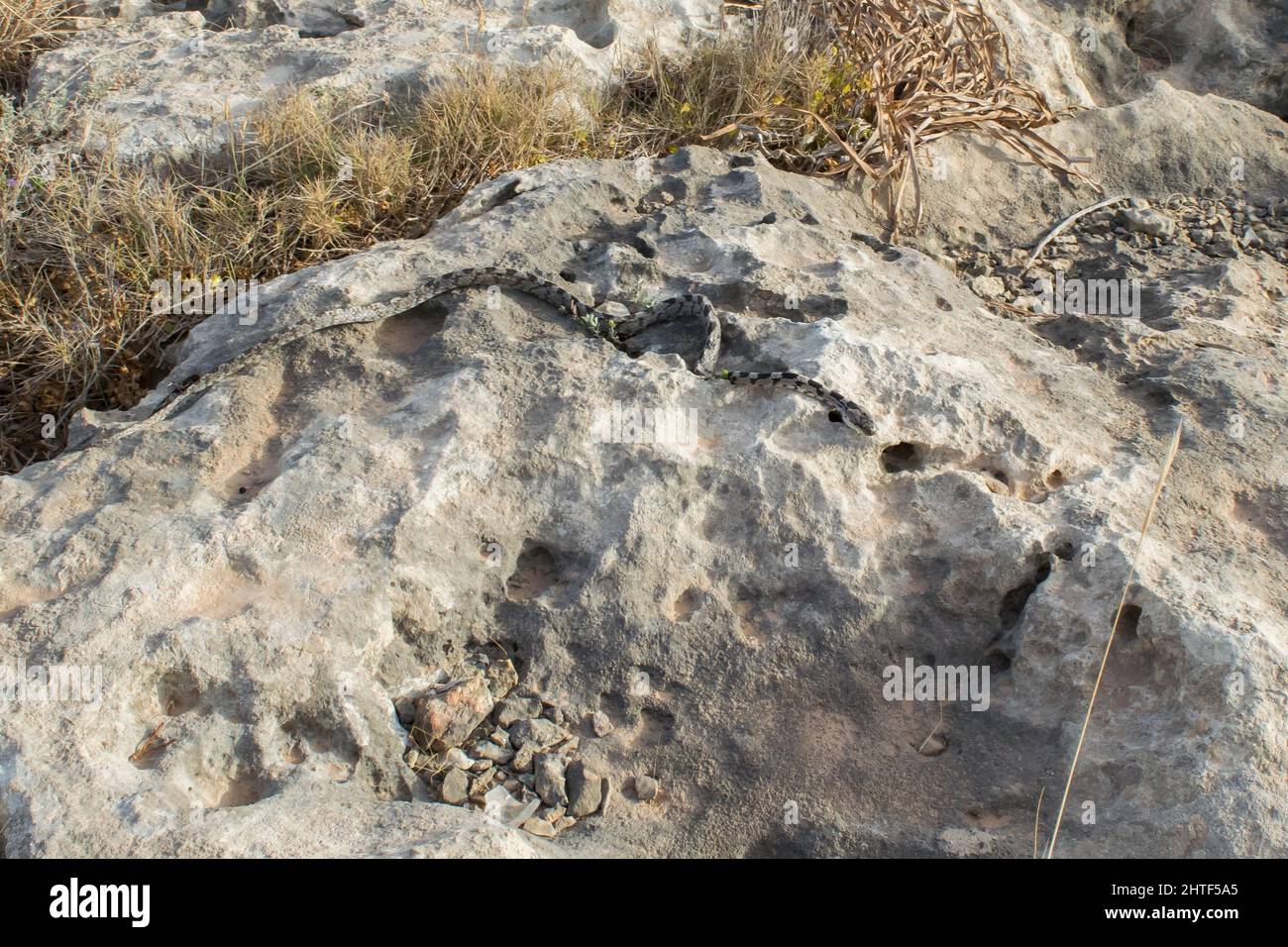 A European Cat Snake, or Soosan Snake, Telescopus fallax, slithering on ...