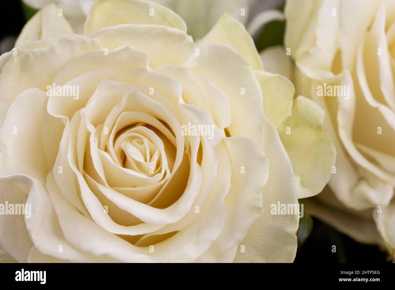 Cream wedding background hi-res stock photography and images - Alamy