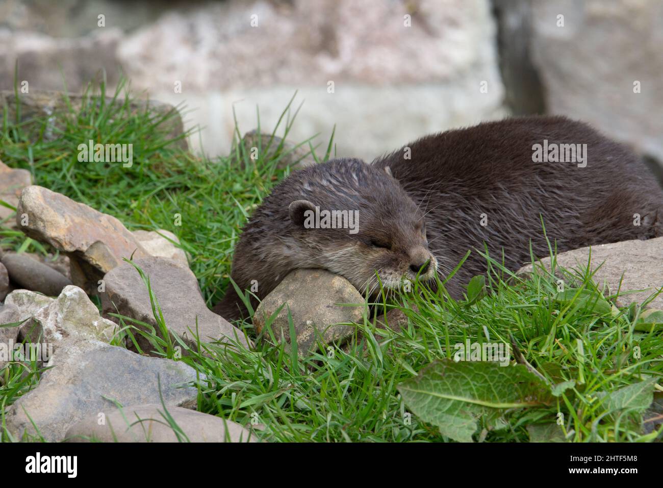Asian small-clawed otter (Amblonyx cinerea) sleeping with head on a stone with green grass Stock Photo