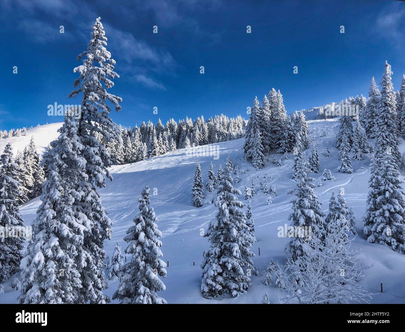 Scenic view of snowy forest with tall trees under cloudy sky Stock ...