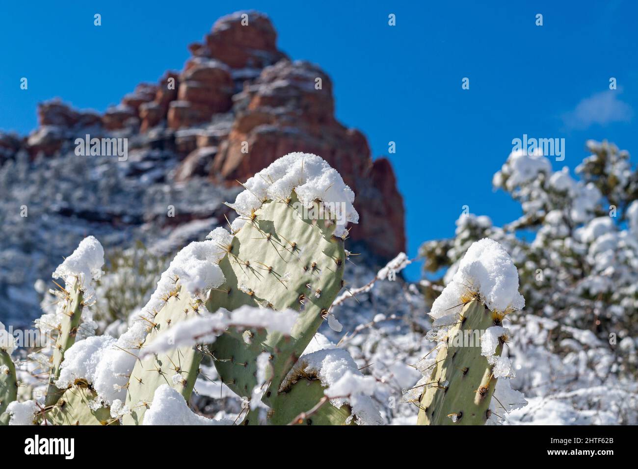 Snow On Prickly Pear Cactus In Sedona AZ Stock Photo