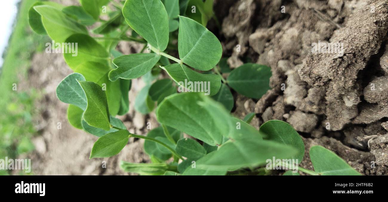 Plants of soybean seeds in the soil Stock Photo Alamy