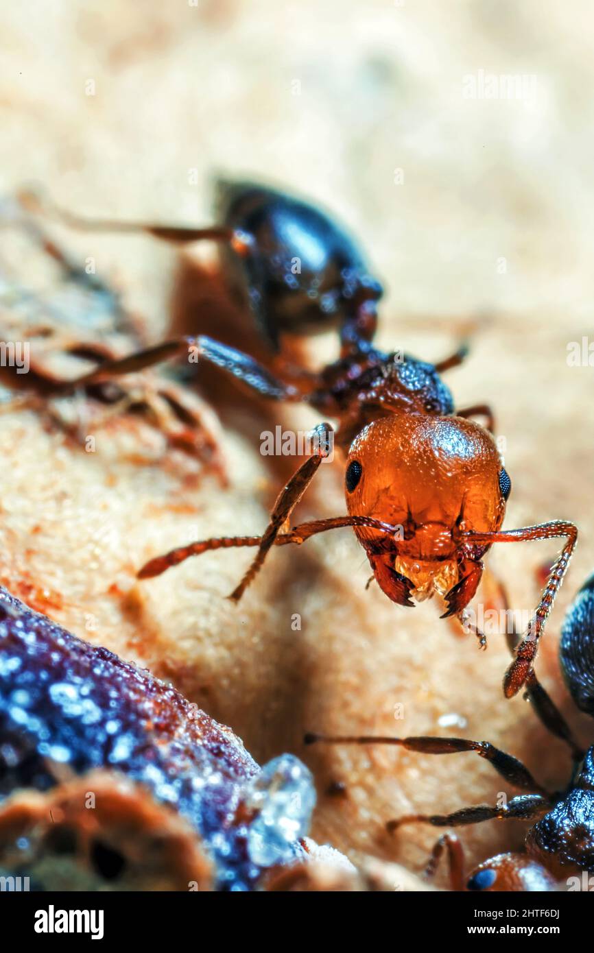 Cocktail Ant Super Macro Detail Stock Photo