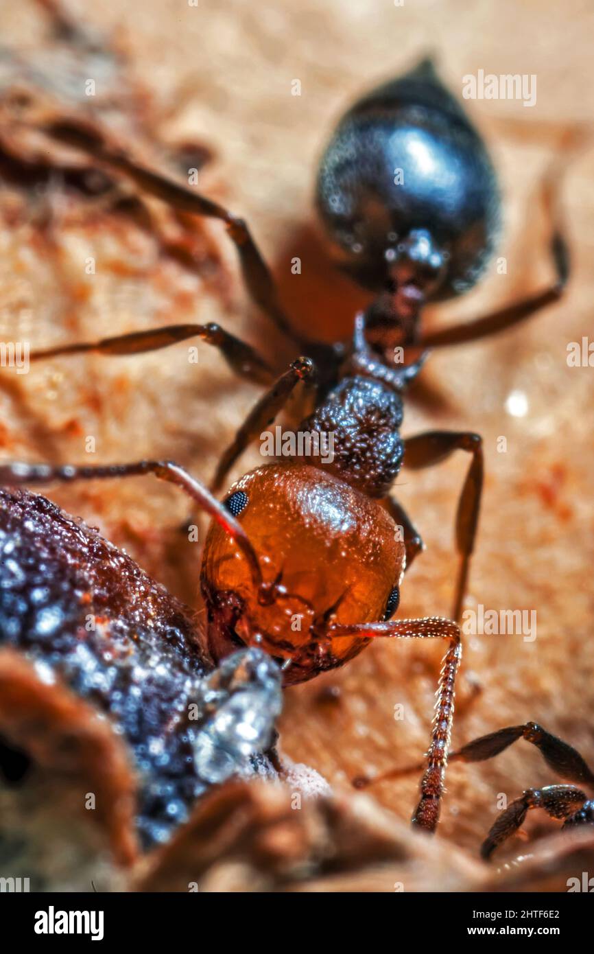 Cocktail Ant Super Macro Detail Stock Photo