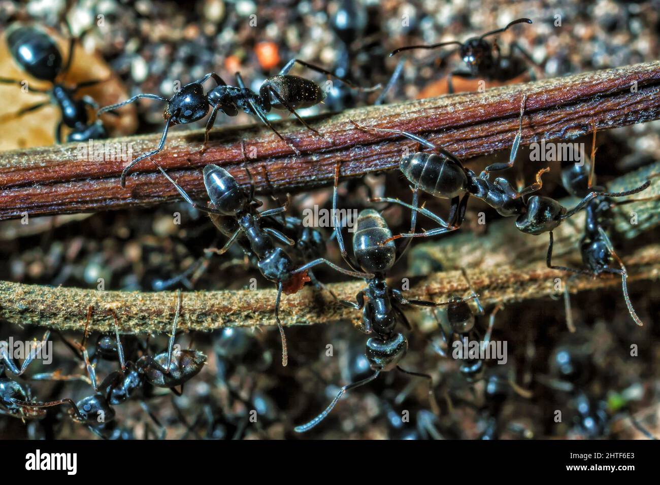 Lasius Niger or Black Garden Ant Stock Photo