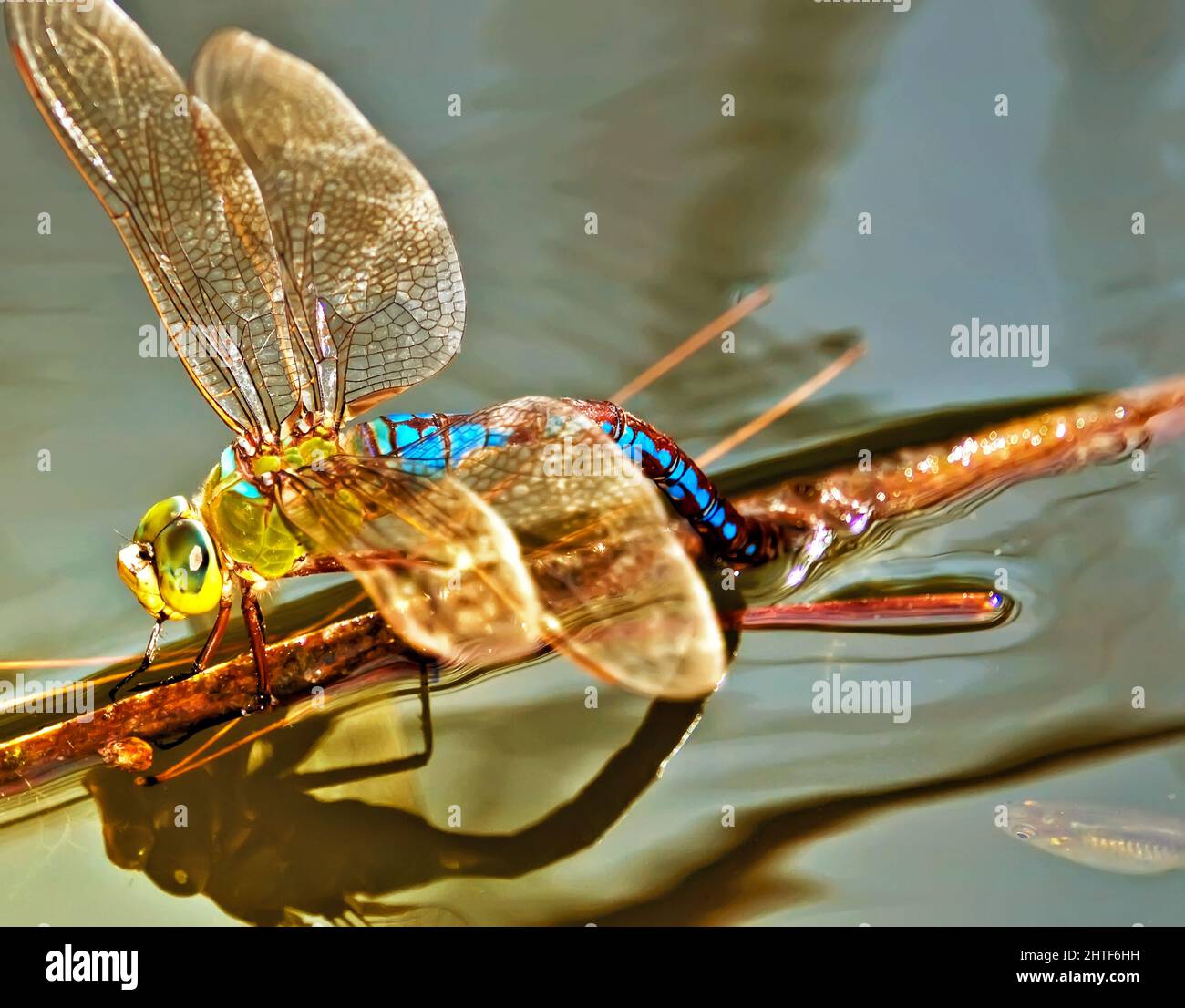 Dragonfly Eggs Hi res Stock Photography And Images Alamy dragonfly-eggs-hi-res-stock-photography-and-images-alamy