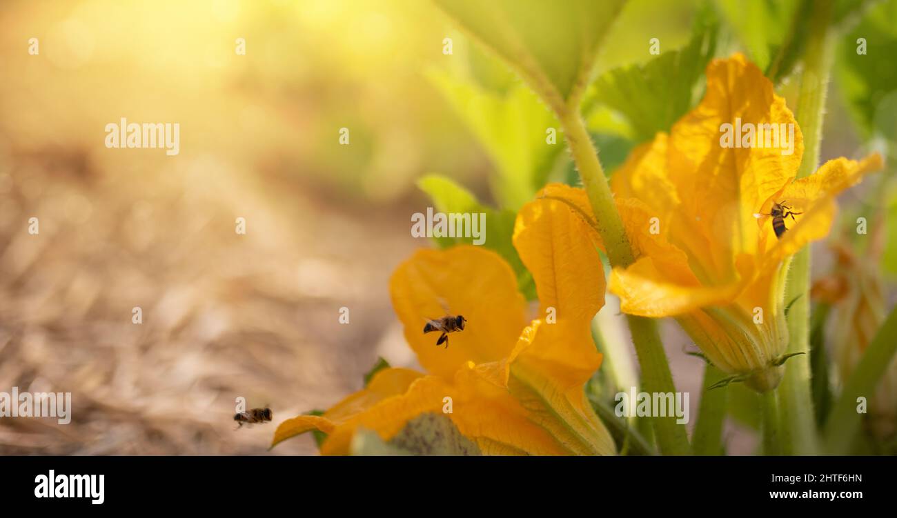 Beautiful yellow Muscat squash flowers with some bees at work Stock Photo Alamy