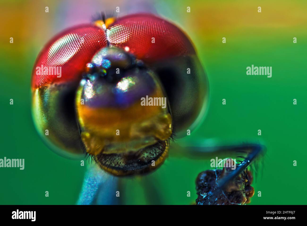 Trithemis Annulata Dragonfly Macro Portrait Stock Photo