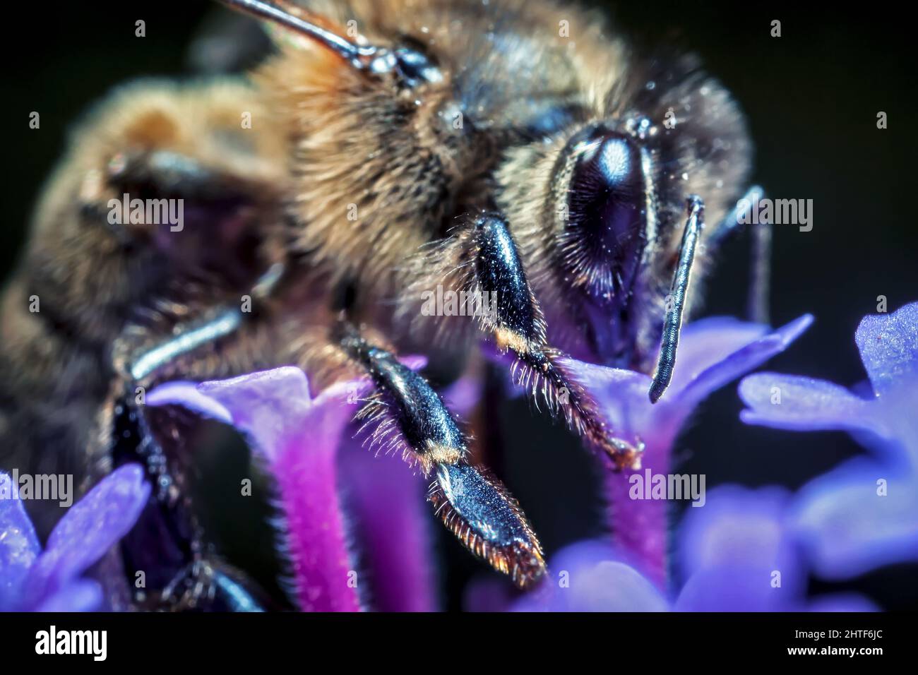 Honey bee western apis hi-res stock photography and images - Alamy