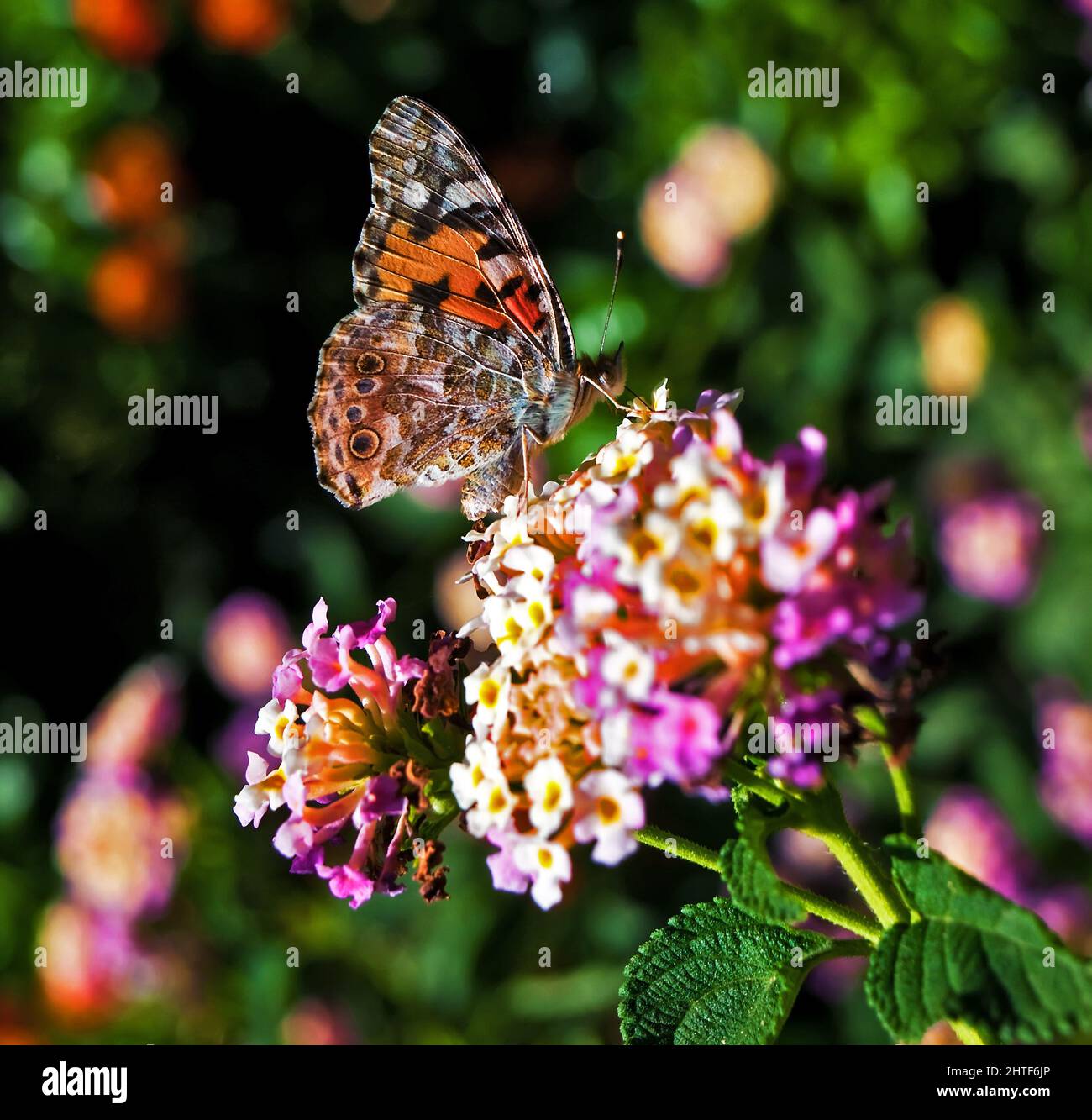 Cynthia Cardui or Painted Lady Butterfly Stock Photo