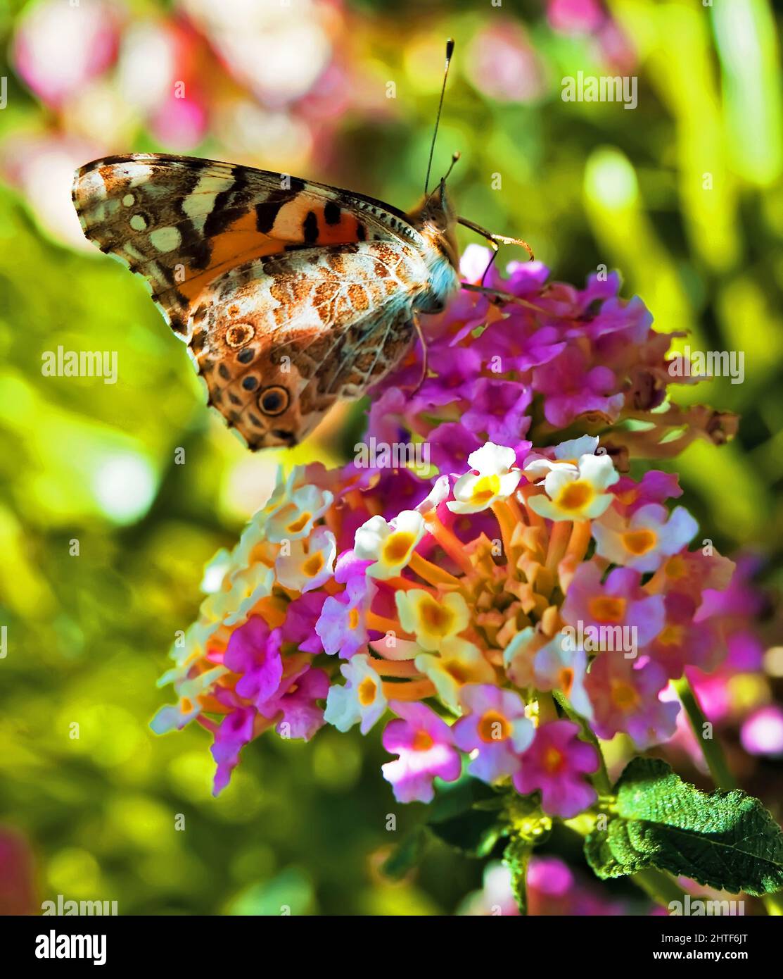 Cynthia Cardui or Painted Lady Butterfly Stock Photo