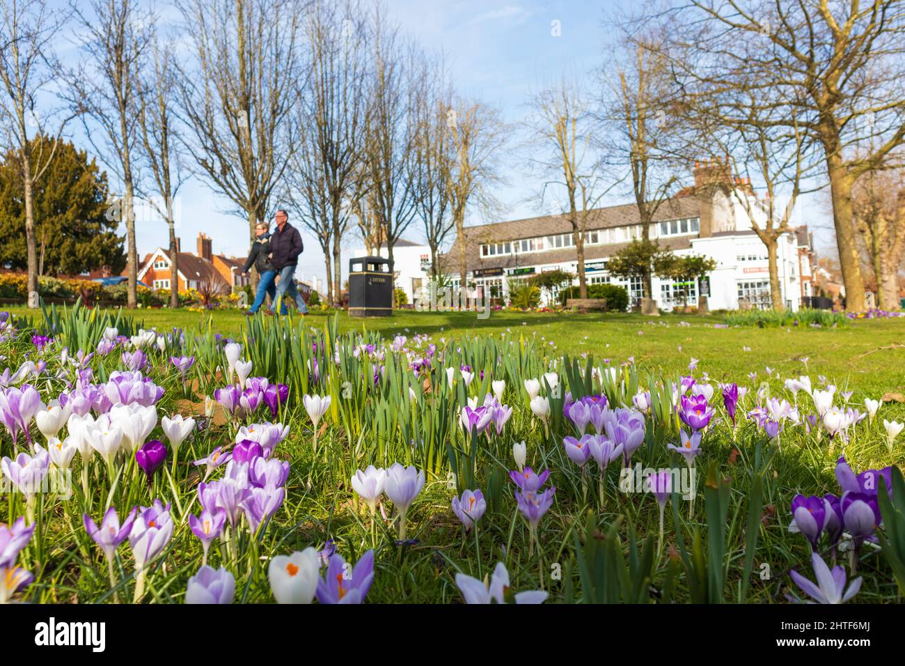 Patch of Spring Crocuses in flower, uk Stock Photo