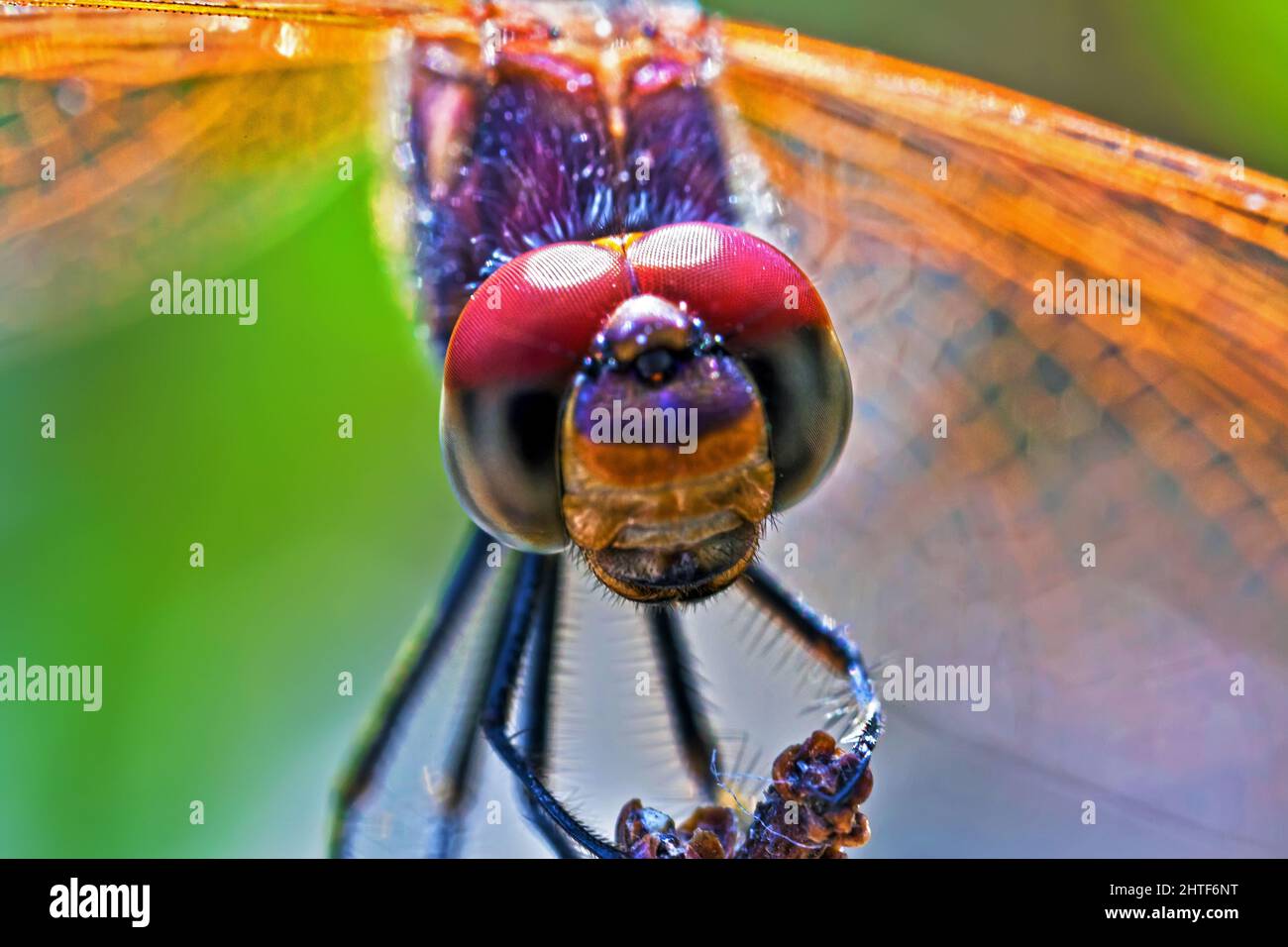 Trithemis Annulata Dragonfly Macro Detail Stock Photo