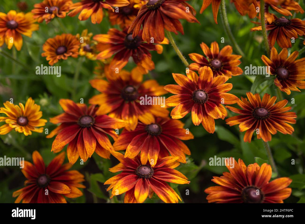 Field of red yellow flowers. Natur background. Stock Photo