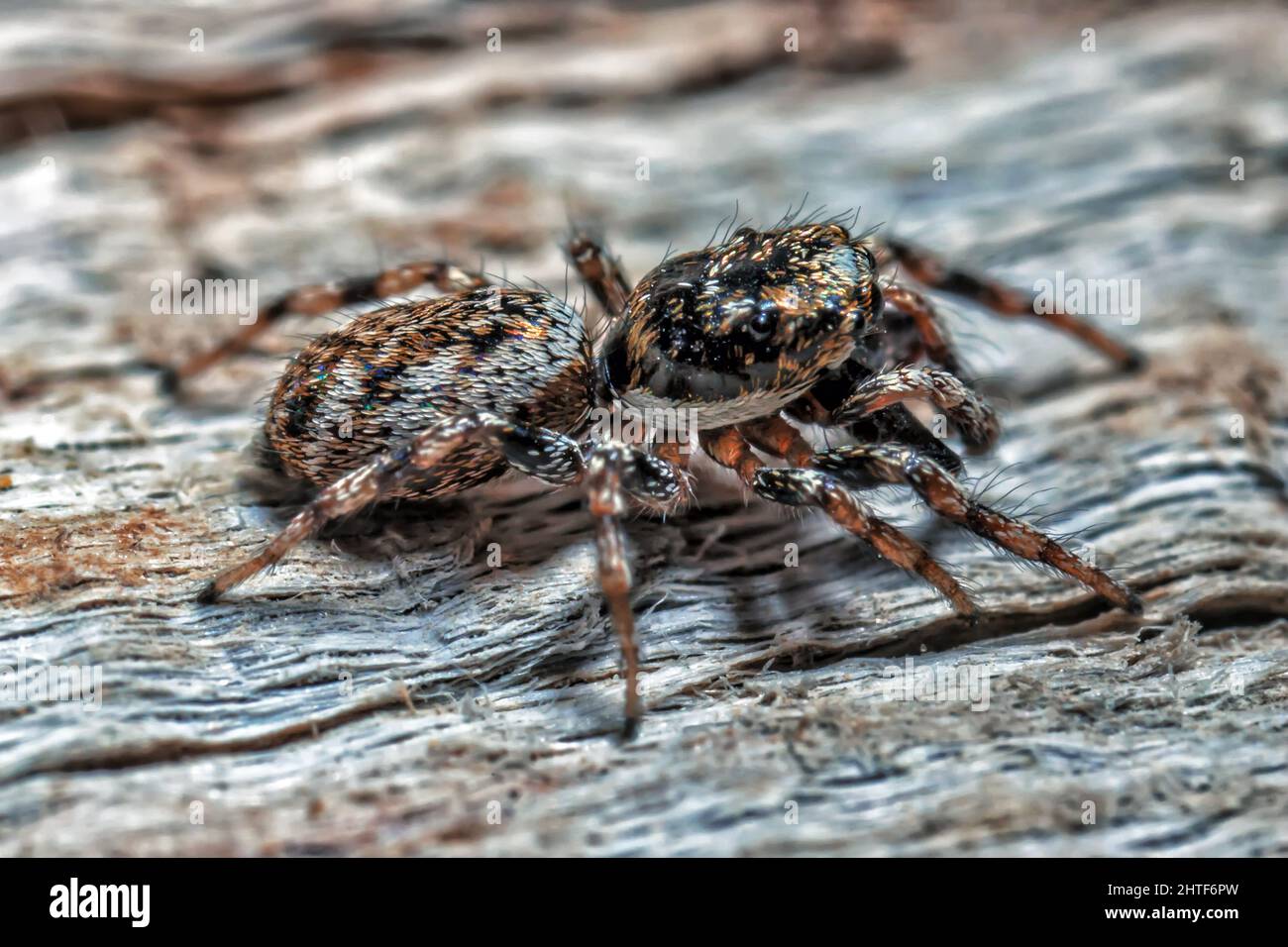 Jumping Spider Super Macro Detail Stock Photo