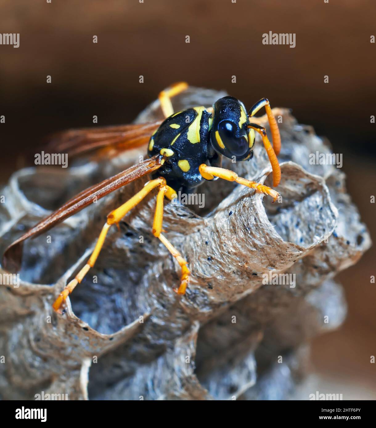 Paper Wasp Queen Builds Her Nest Stock Photo