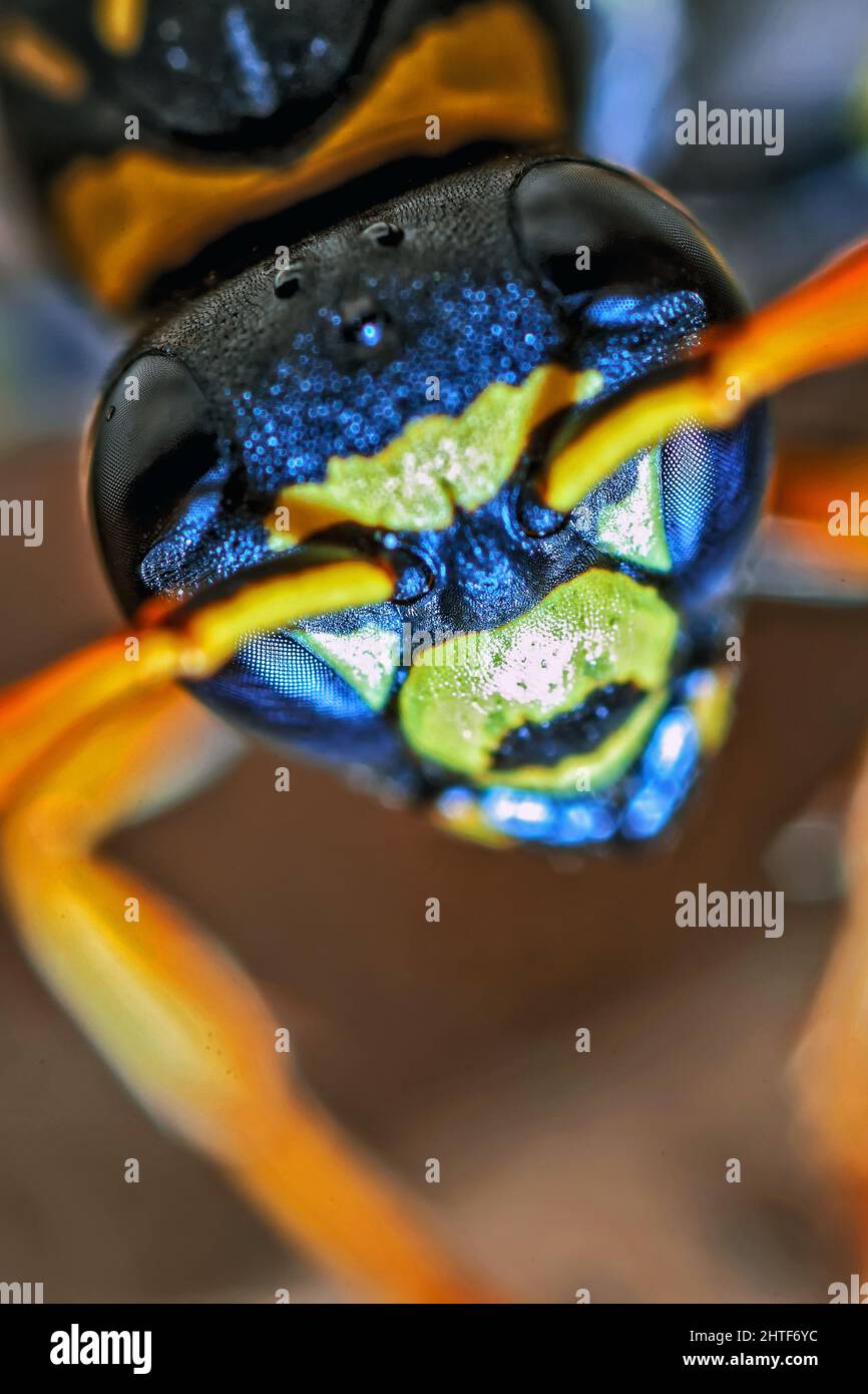 Paper Wasp Queen Macro Detail Portrait Stock Photo