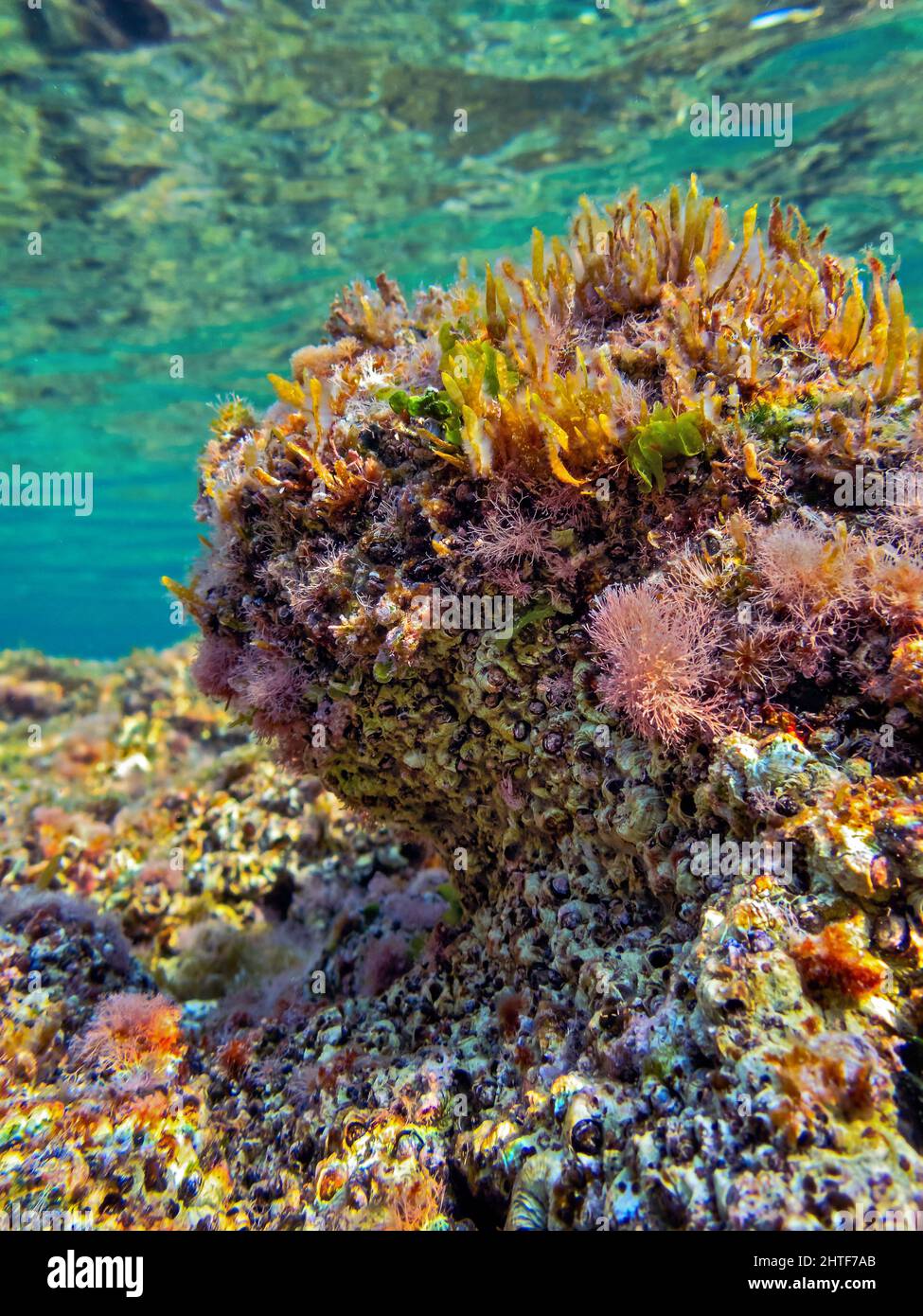 Reef covered in dead Coral Macro Detail Stock Photo - Alamy