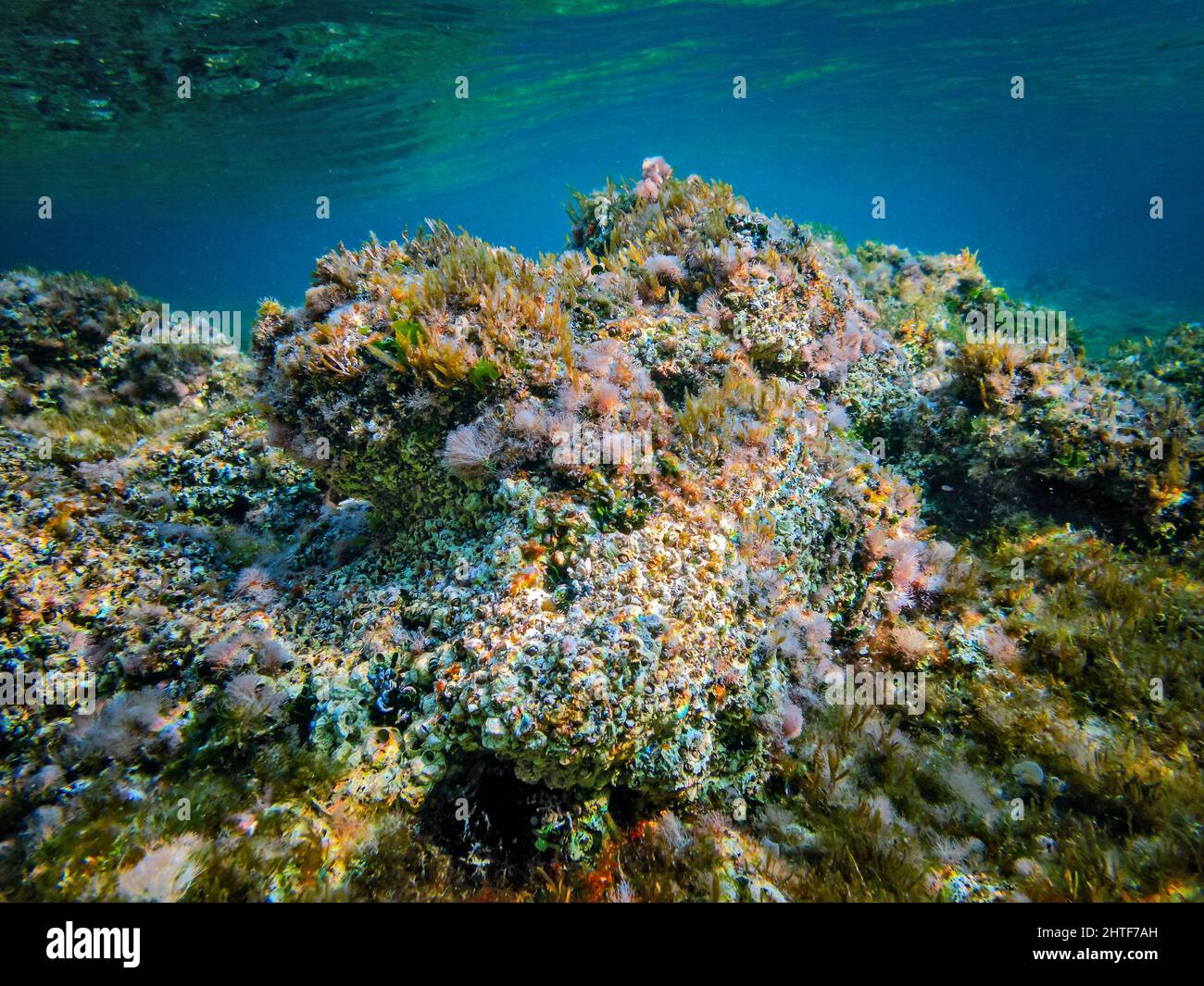 Reef covered in dead Coral Macro Detail Stock Photo - Alamy