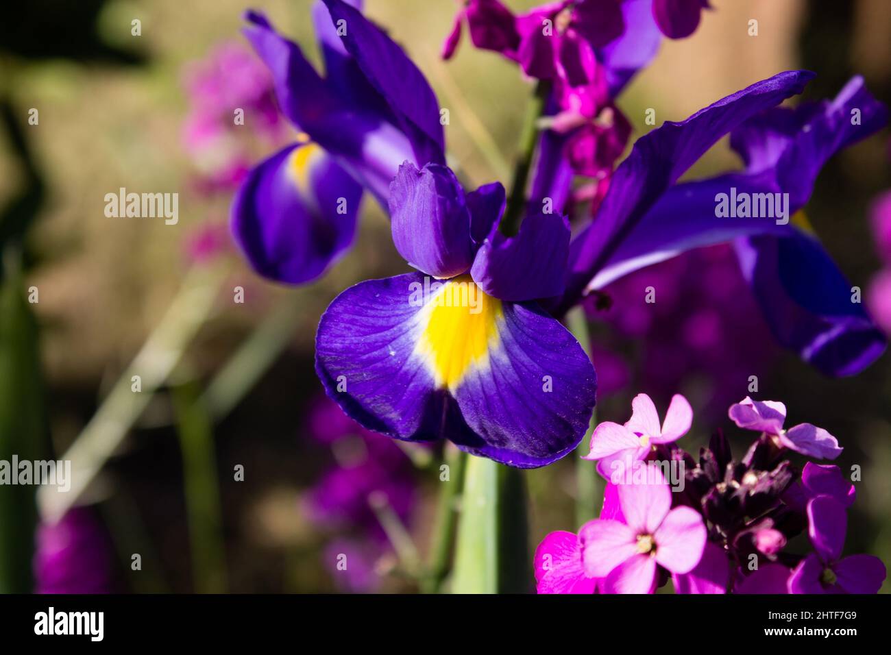 Purple bell-shaped flowers in the garden Stock Photo - Alamy