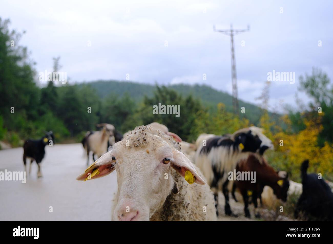 groups of animal, many and colorful sheeps, goats, and rams during rainy day in Bursa. Stock Photo