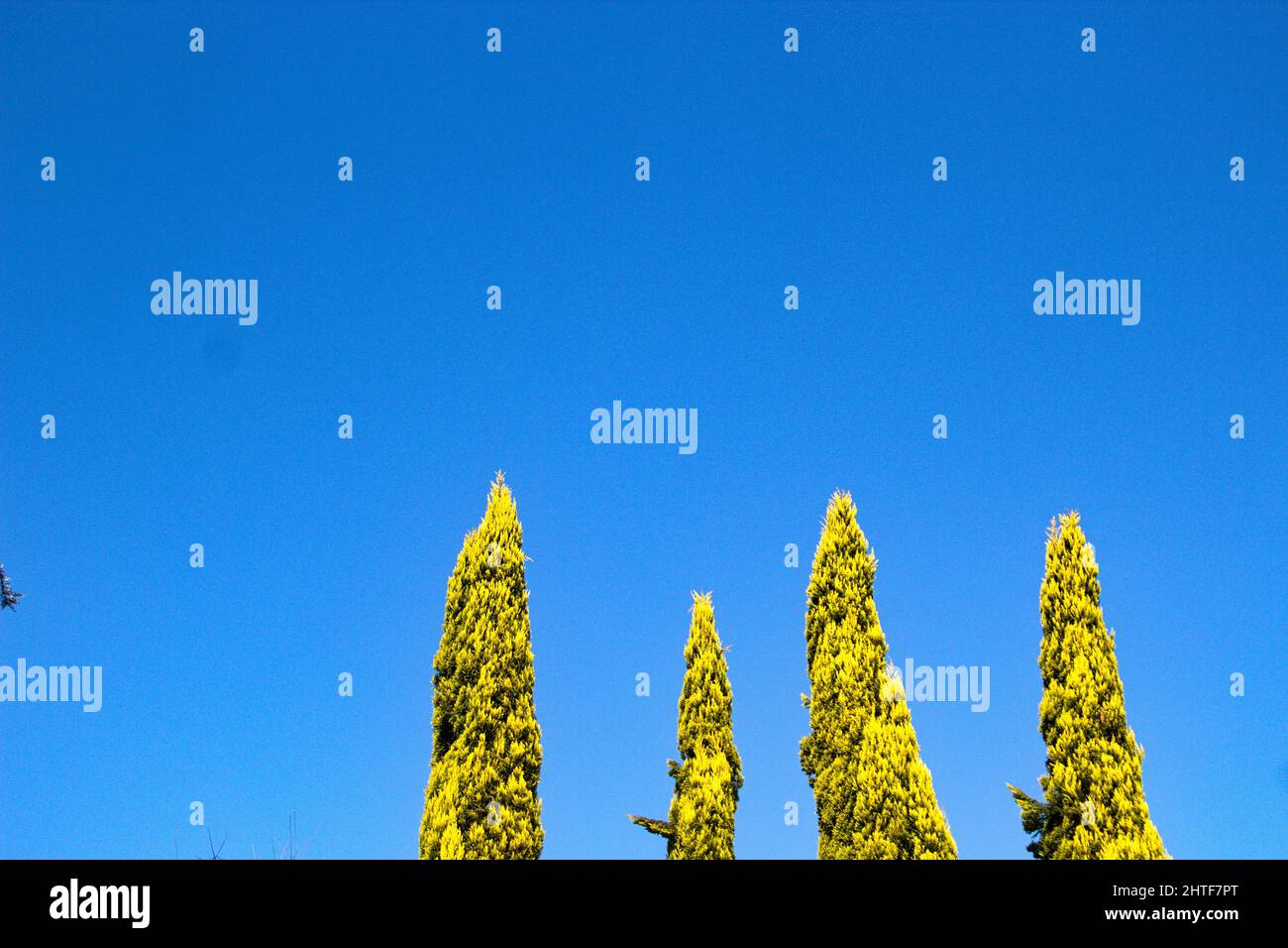 Low angle shot of conifer trees with the blue sky in the background Stock Photo