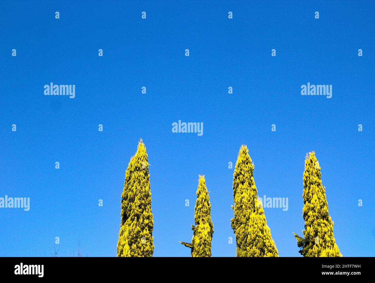 Low angle shot of conifer trees with the blue sky in the background Stock Photo