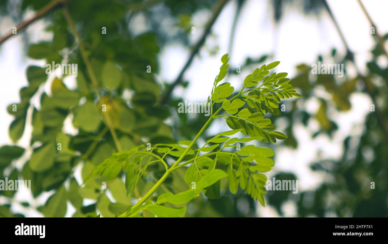 Drumstick tree, Moringa Tree Image. Moringa has many important vitamins